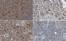 MLL-3 Rabbit anti-Mouse, Rat, Human, Polyclonal, MilliporeSigma 100 &mu;g;Unconjugated:Antibodies,